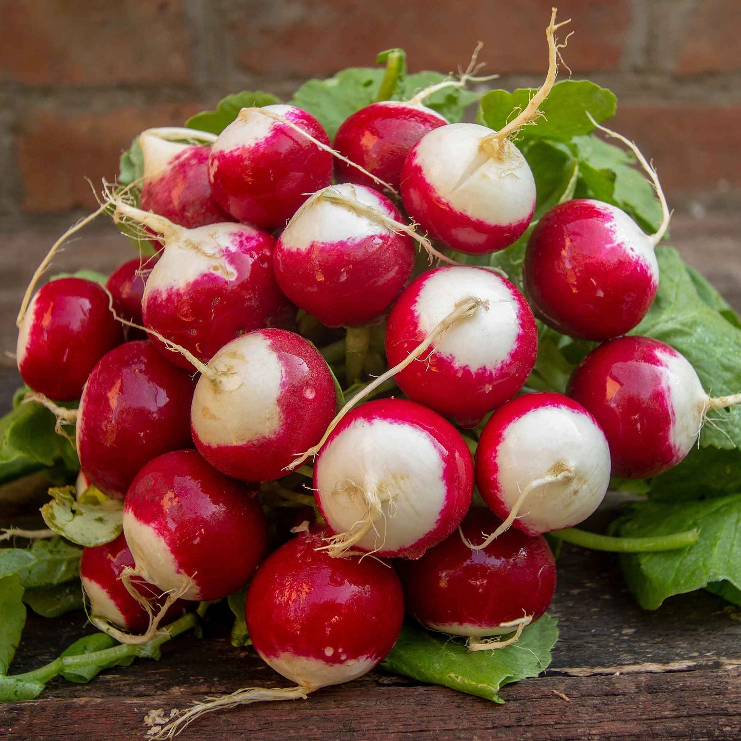 A bouquet of Sparkler White Tip radishes with green leaves and white tips.