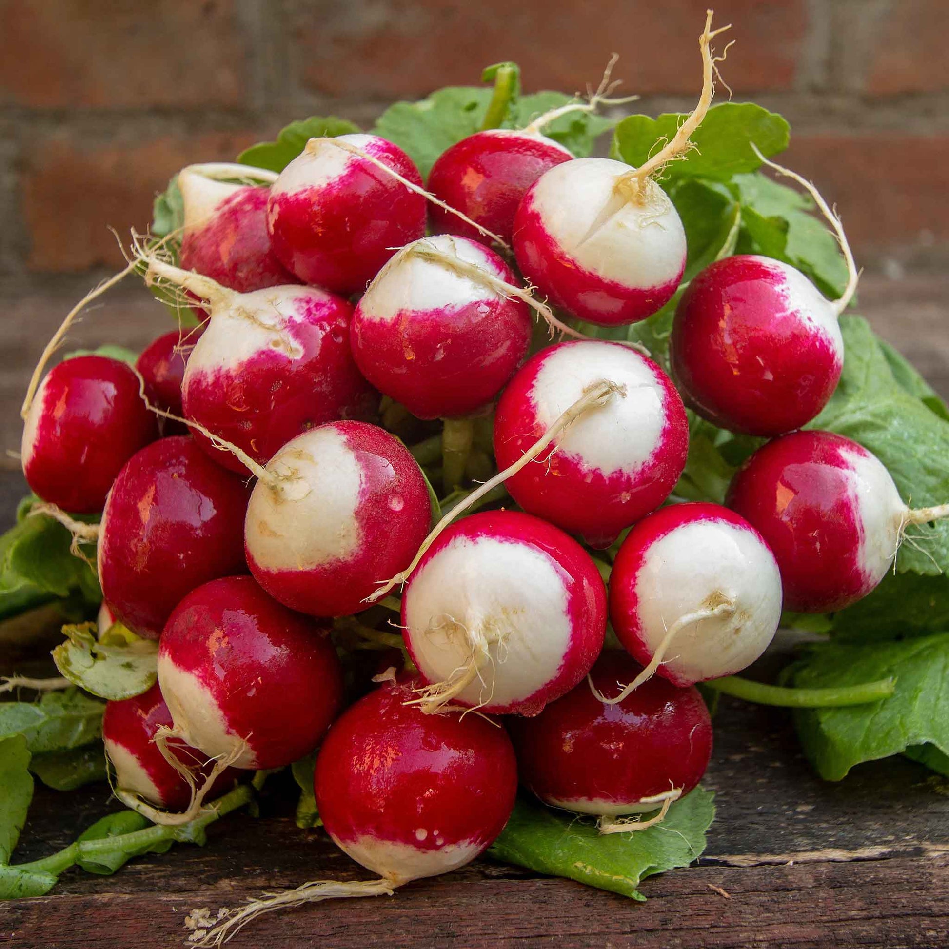 A bouquet of Sparkler White Tip radishes with green leaves and white tips.