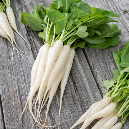 A of White Icicle radishes with green tops. | copyright: Floramedia UK Ltd