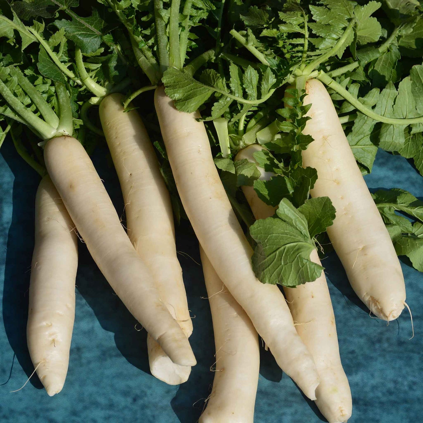 A close-up view of two white icicle radishes with their green tops, lying on a wooden surface.