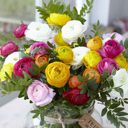 Colorful ranunculus 45 days of bloom mix in a glass vase on a natural backdrop