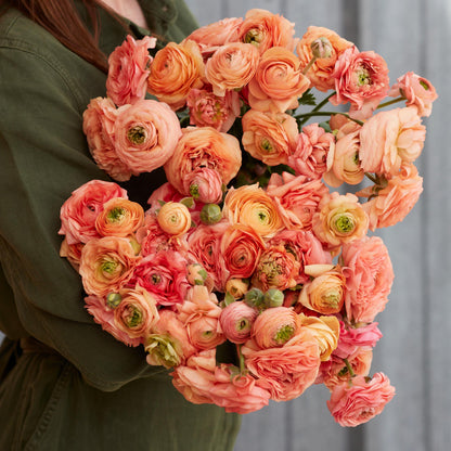 Peach and salmon ranunculus amandine salmon close-up bouquet on a warm backdrop