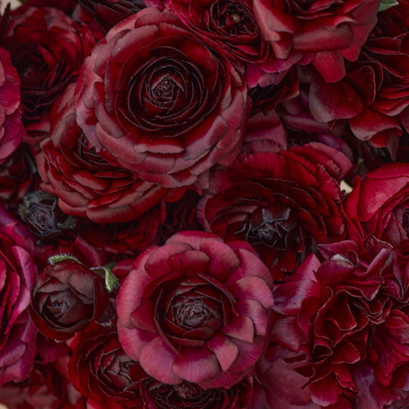 Close-up of dark black ranunculus black bloom with ruffled petals on a dark backdrop