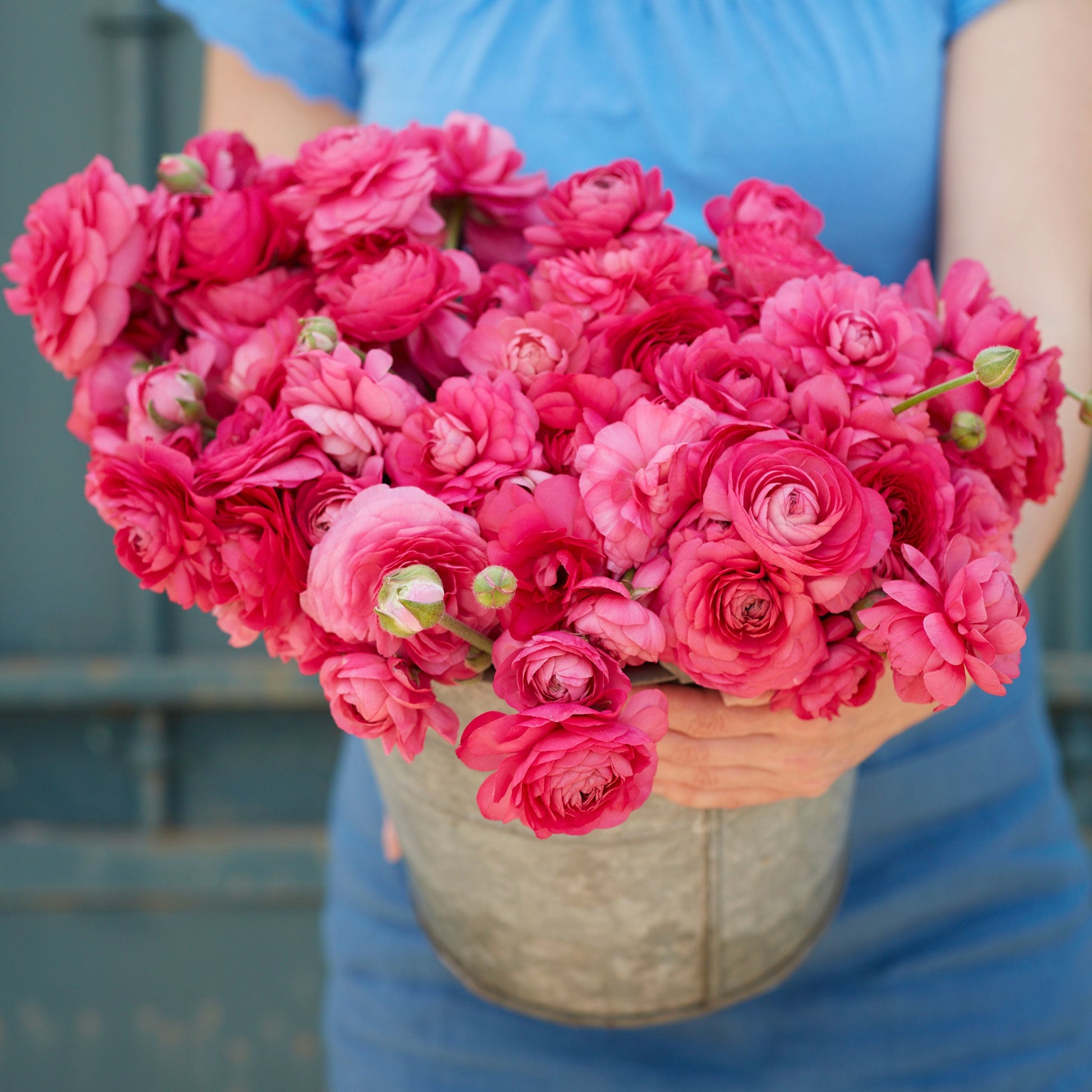 Deep red ranunculus bonbon in full bloom in a pot on a soft blue outdoor backdrop