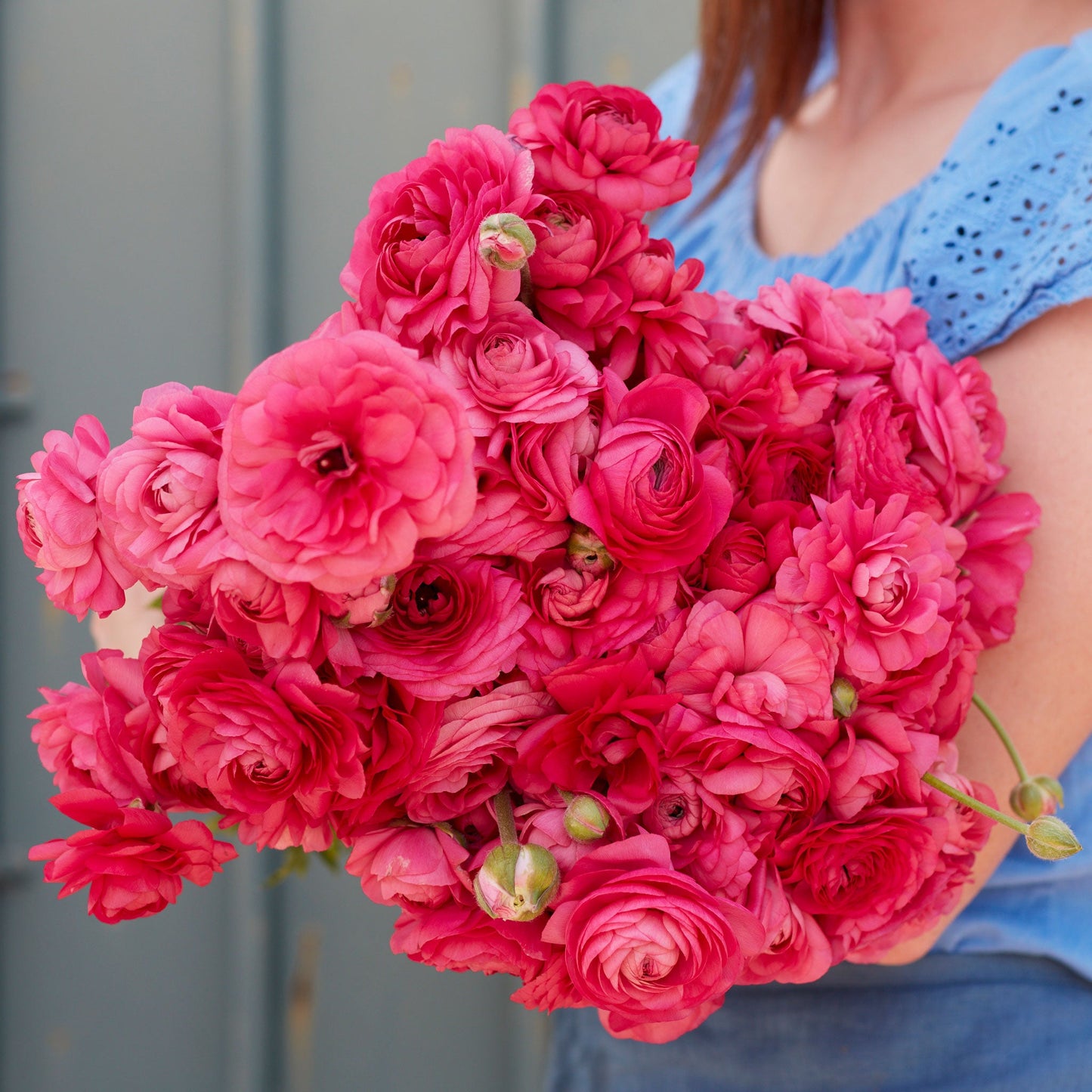 Deep red ranunculus bonbon blooms held by a person on a natural backdrop