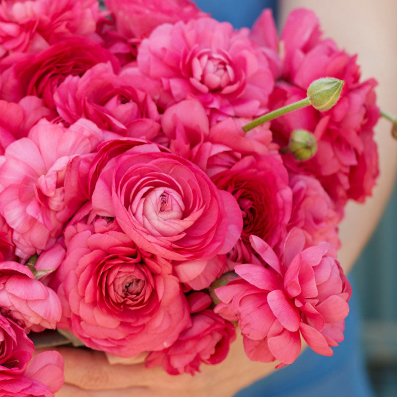 Bright red ranunculus bonbon blooms in close-up on a natural garden backdrop