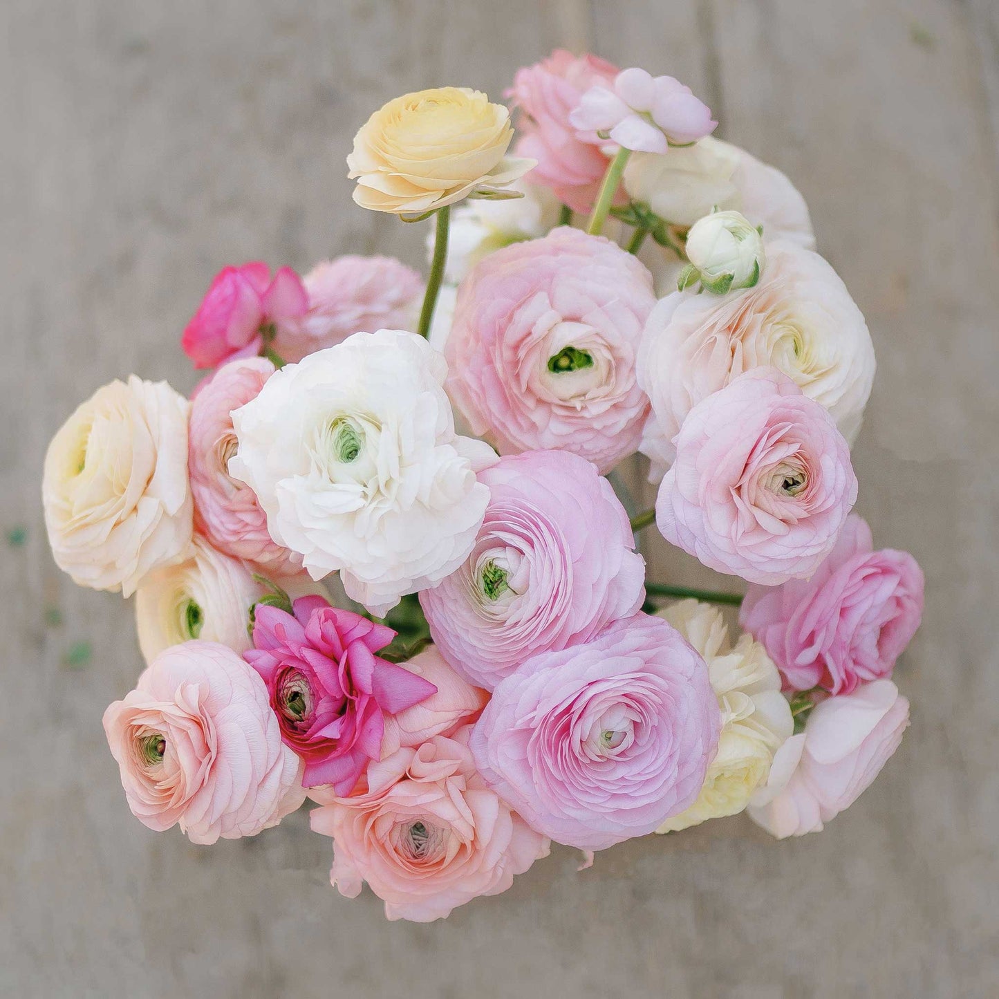 Delicate white ranunculus bridal mix with ruffled petals on a soft pink backdrop