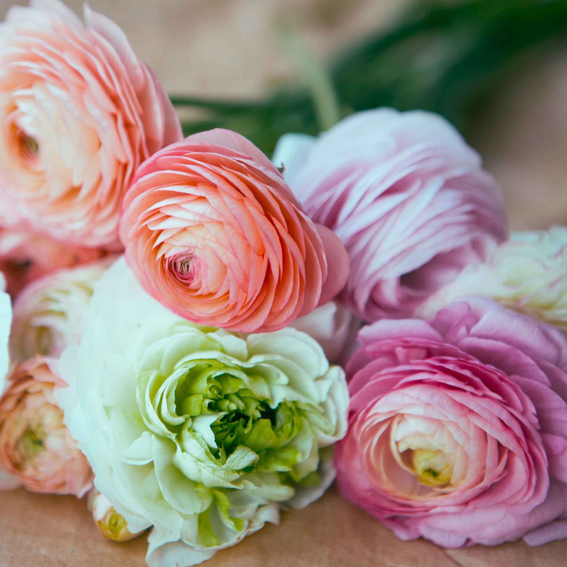 Cluster of white and cream ranunculus bridal mix with green centers on a soft backdrop