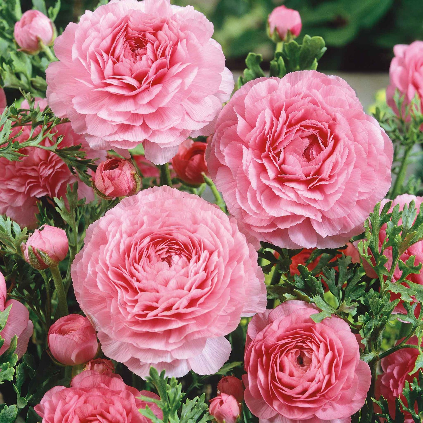 Vibrant pink ranunculus pink blooms with green foliage on a garden backdrop