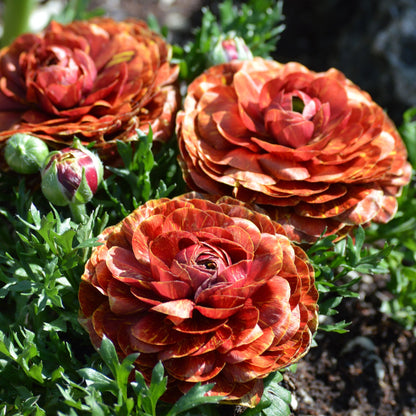 Deep red and orange ranunculus cafe in close-up on a natural green backdrop