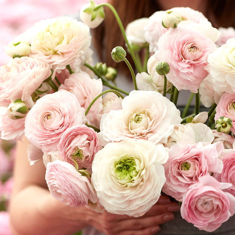 Pink and white ranunculus chamallow bouquet held by a person on a soft backdrop