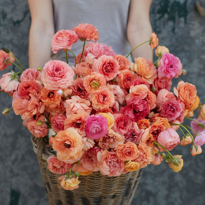 Dried ranunculus corms on a natural outdoor surface ready for planting