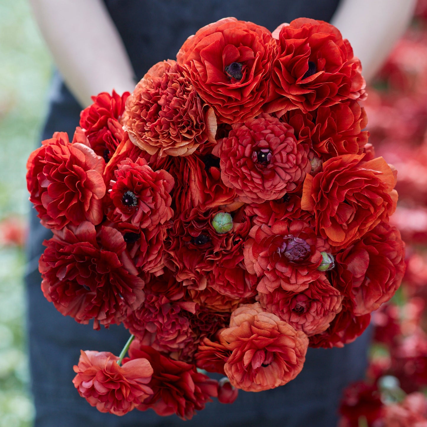 Deep red ranunculus chocolate blooms in close-up on a natural outdoor backdrop