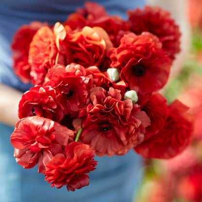 Bright red ranunculus chocolate blooms in close-up on a natural outdoor backdrop