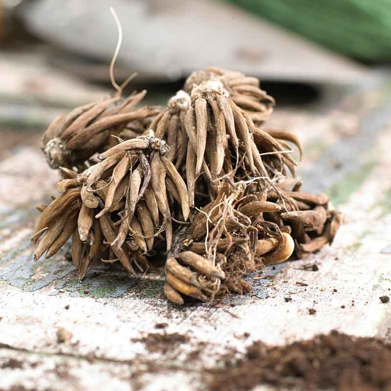 Close-up of brown claw-like ranunculus corms on a neutral natural surface