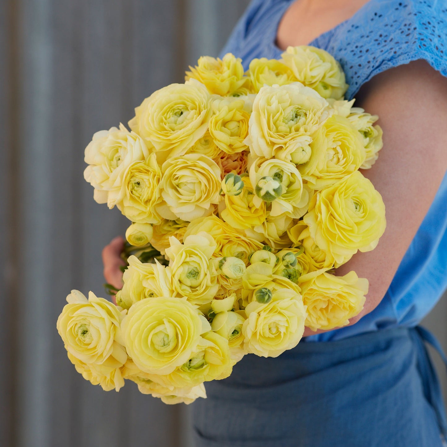 Yellow ranunculus cream bouquet held by a person in blue on a bright outdoor backdrop