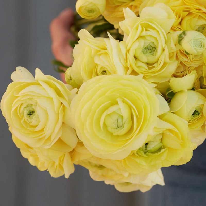 Soft yellow ranunculus cream flowers in close-up on a natural garden backdrop