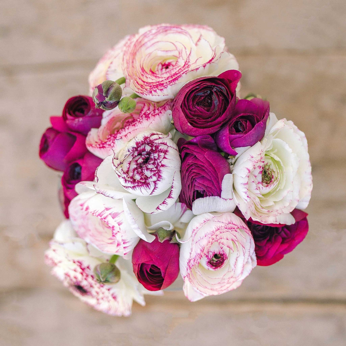 Crushed berry ranunculus purple white picotee mix with vibrant purple petals outdoors