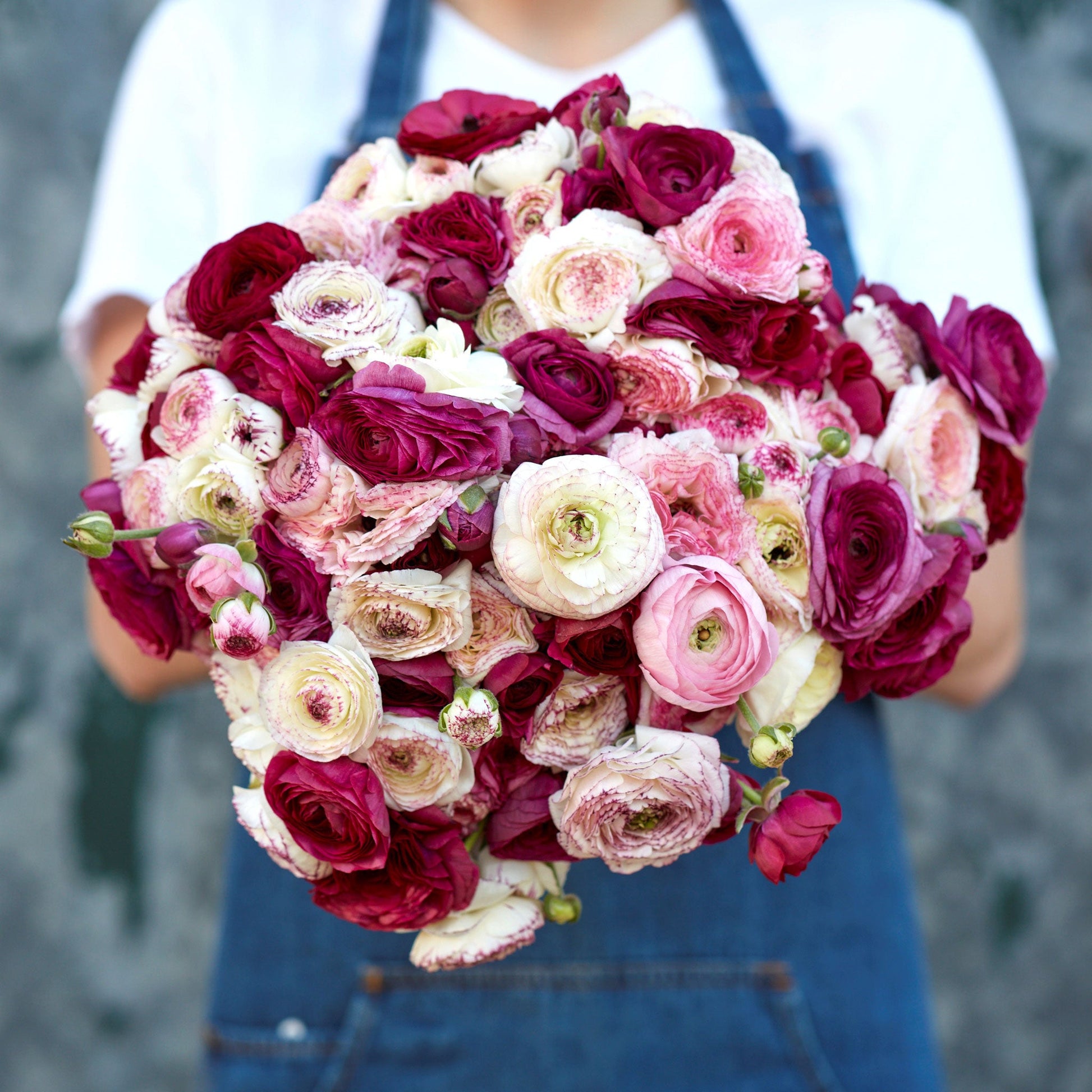 Purple and white ranunculus crushed berry mix blooms in close-up on a gray backdrop