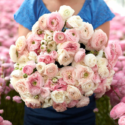 Soft pink ranunculus eternal bliss mix bouquet held by a person outdoors