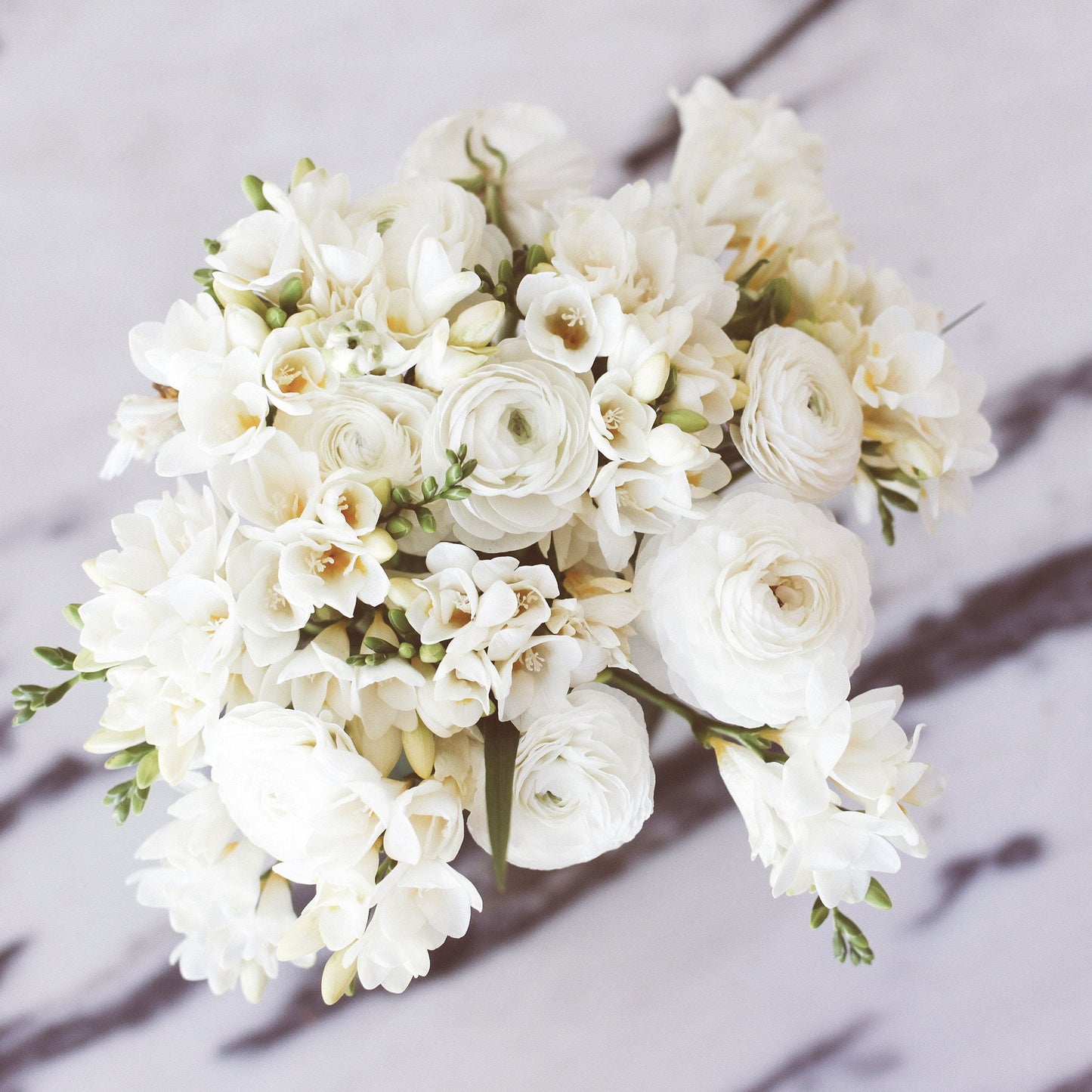 A close-up shot of blooming white freesia flowers with delicate petals and a soft, ethereal glow.
