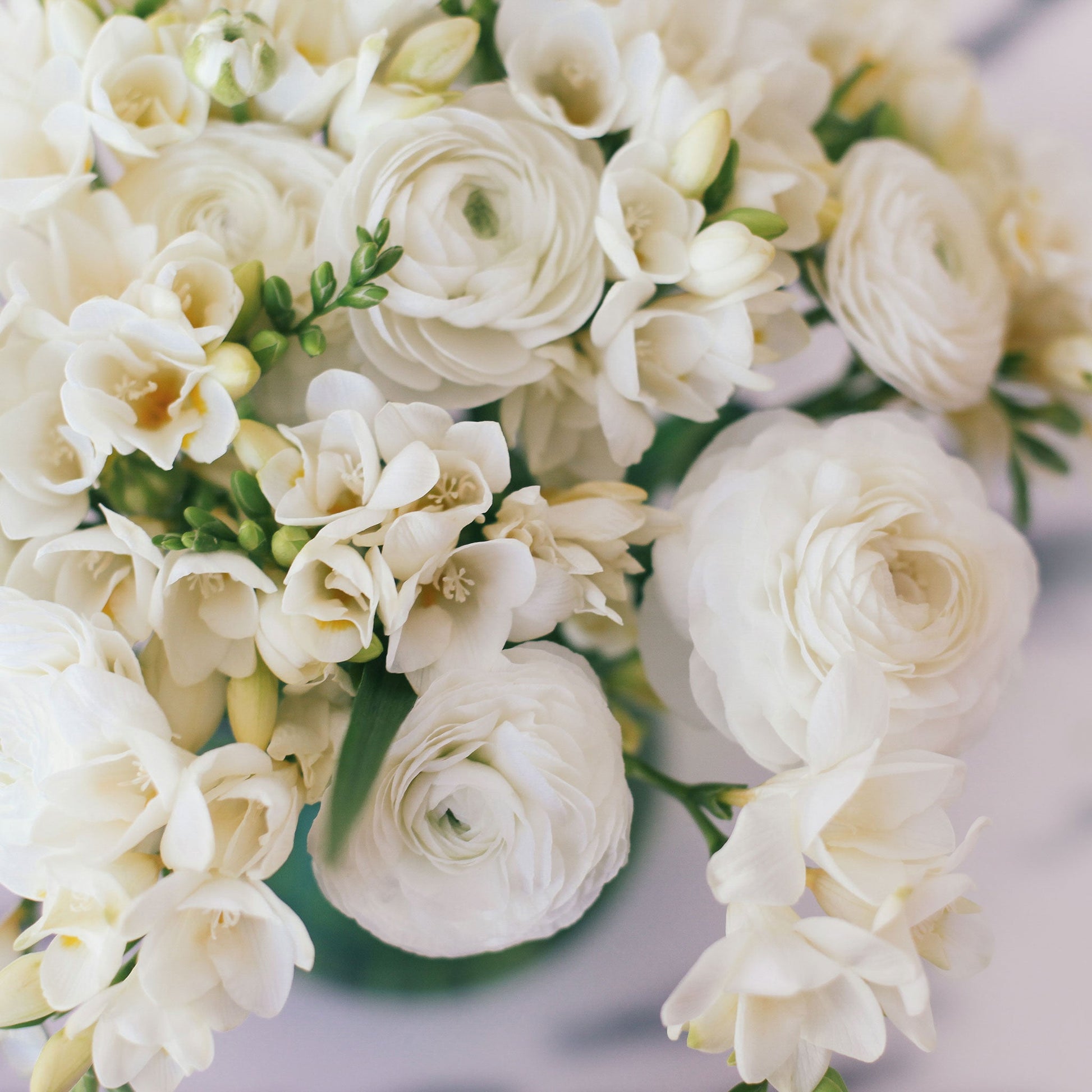 Close-up of three different colors of ranunculus and freesia flowers with green leaves.