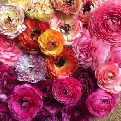 Bright pink yellow and orange ranunculus happy mix with green foliage outdoors