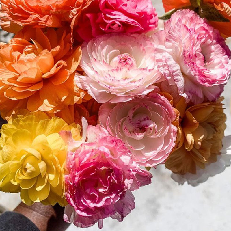 Vibrant ranunculus happy mix blooms in mixed colors on a natural garden backdrop