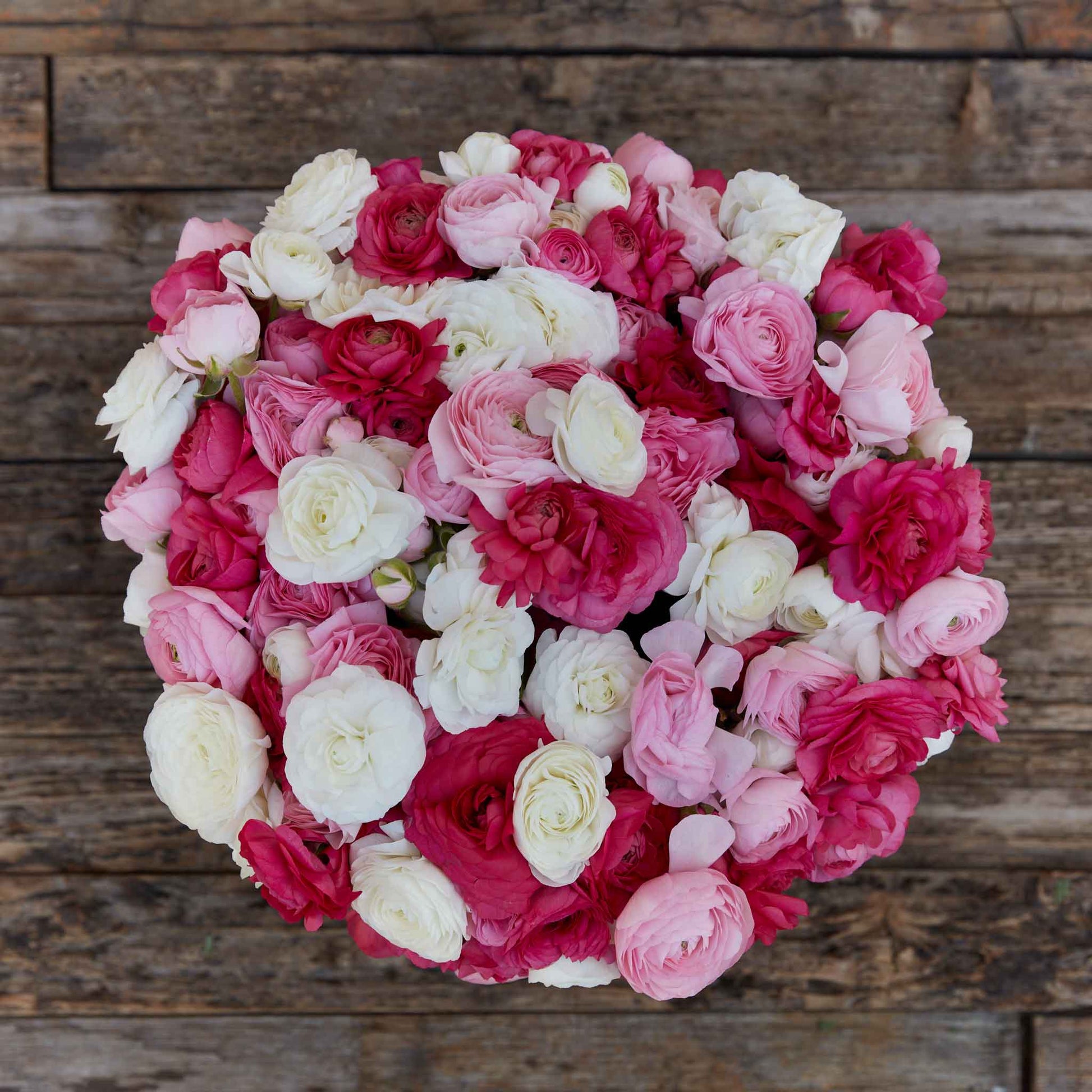 Close-up of pink and white ranunculus homecoming bloom on a neutral backdrop
