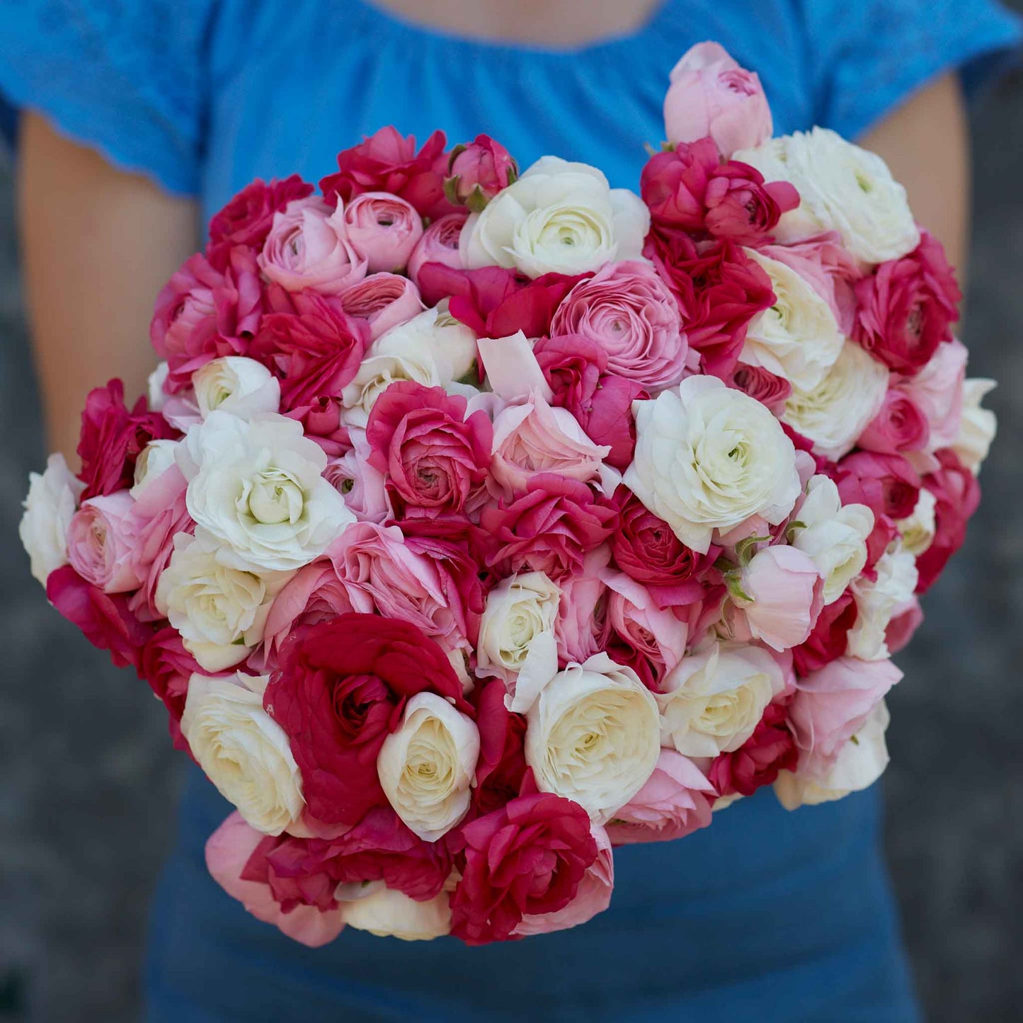 Pink and white ranunculus homecoming bouquet held by a person outdoors