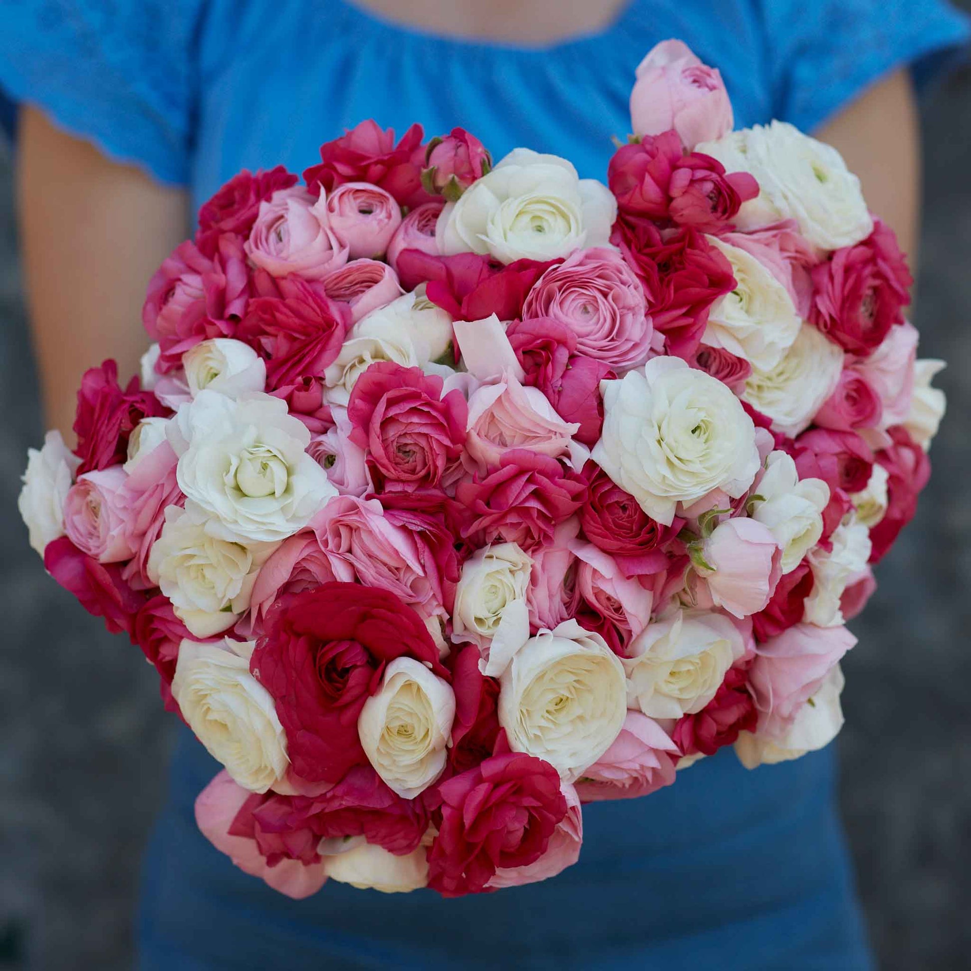 Pink and white ranunculus homecoming bouquet held by a person outdoors