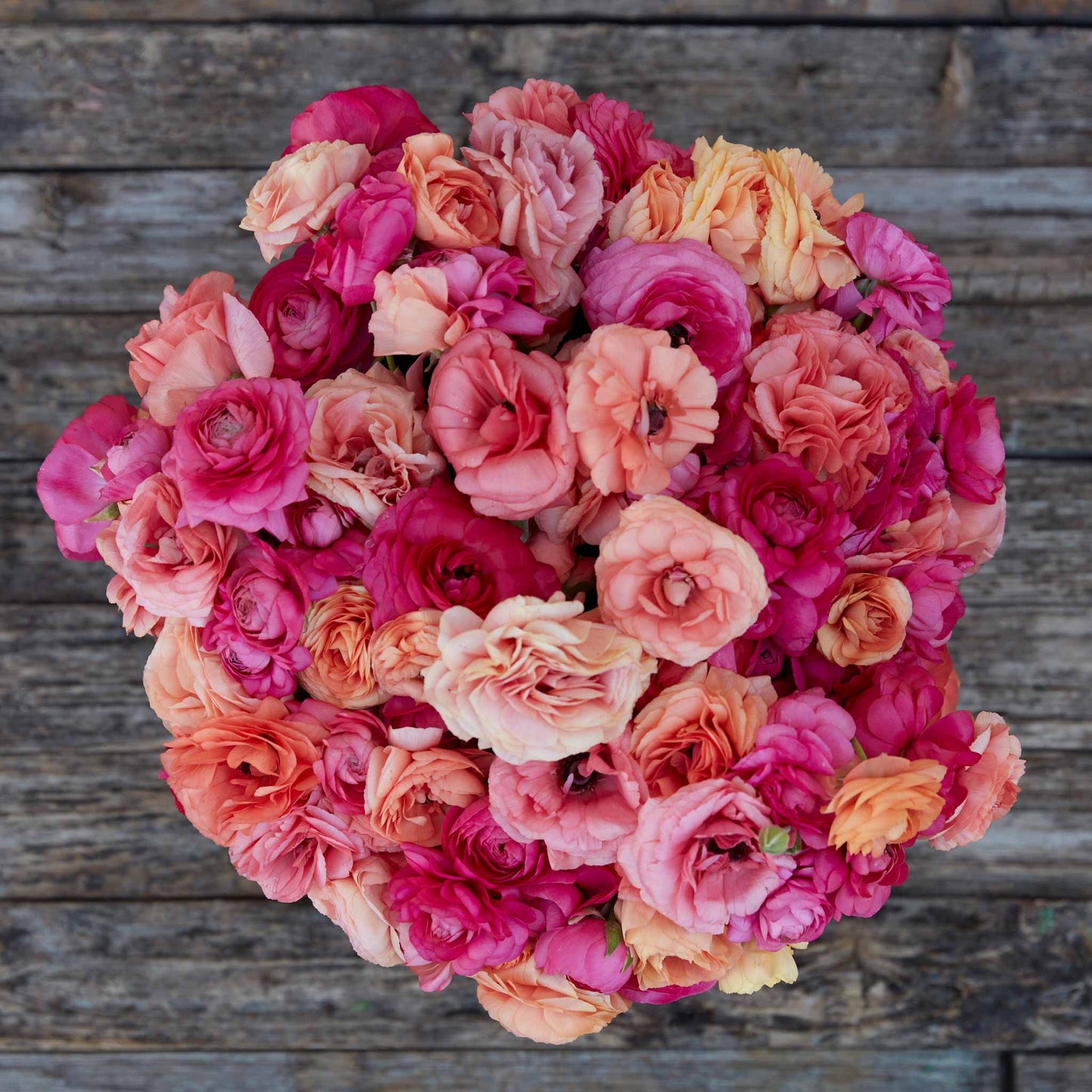 Vibrant pink and red ranunculus lipstick mix bouquet on a natural backdrop