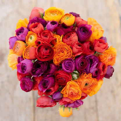 Single ranunculus corm on a neutral natural surface