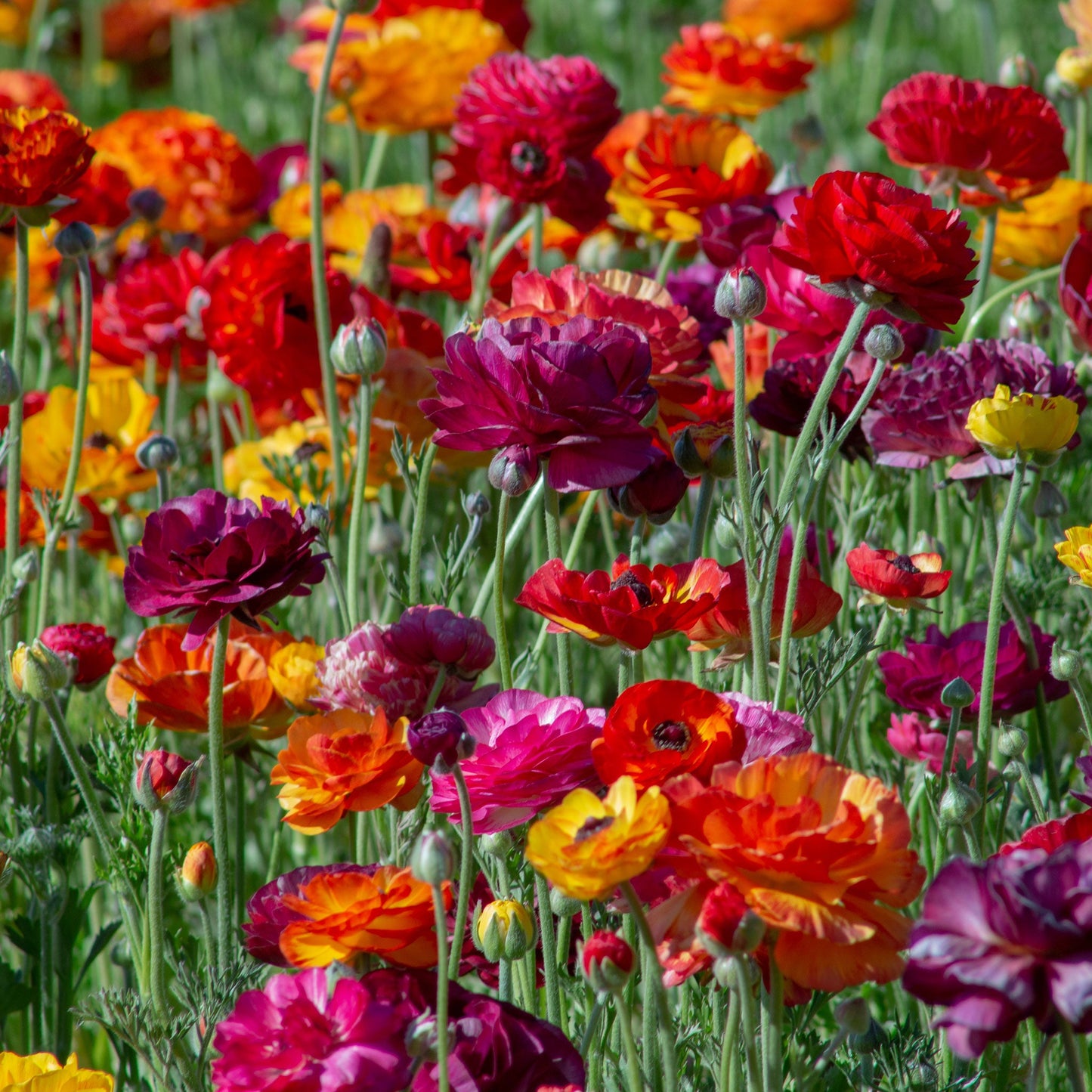 Bright red orange and pink ranunculus passion mix bouquet on a warm backdrop