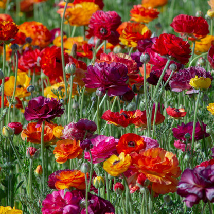 Bright red orange and pink ranunculus passion mix bouquet on a warm backdrop