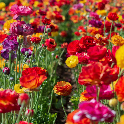 Deep red ranunculus passion mix flowers in full bloom in a colorful field