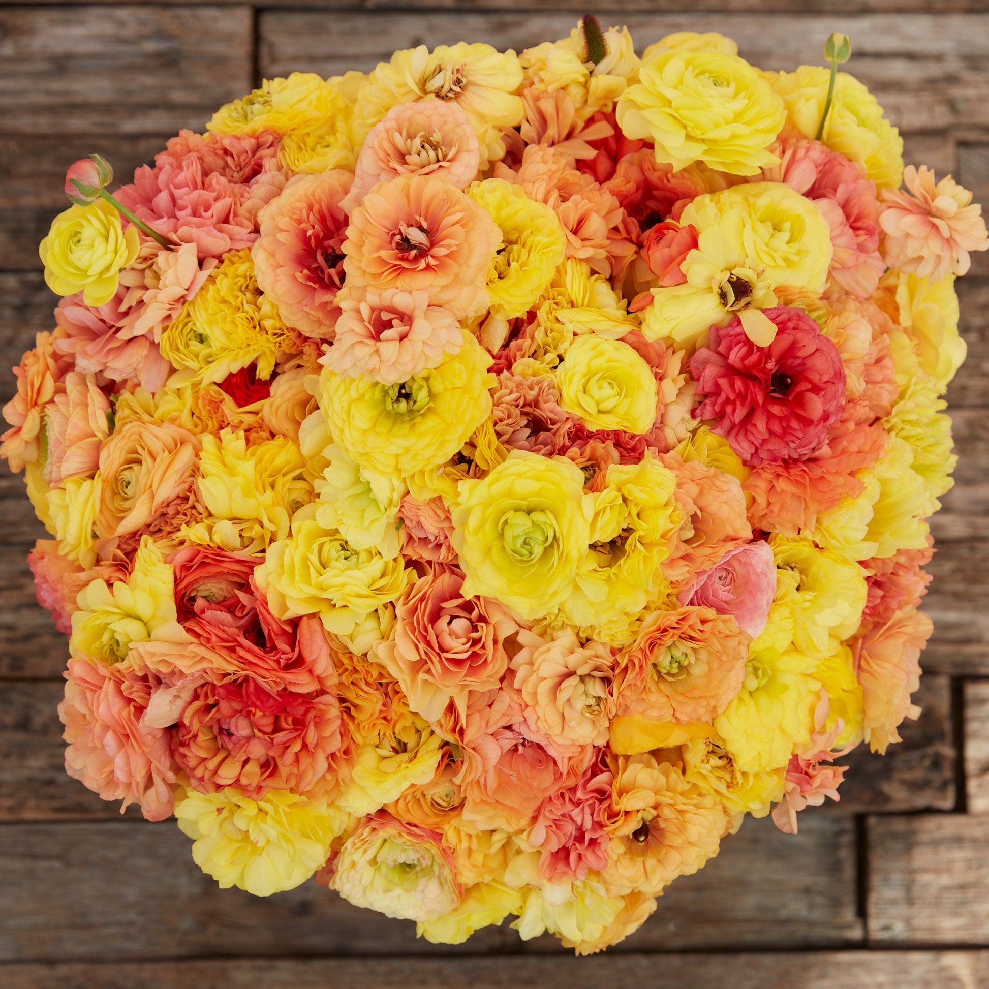 Vibrant orange and yellow ranunculus pastel lemon close-up on a natural backdrop