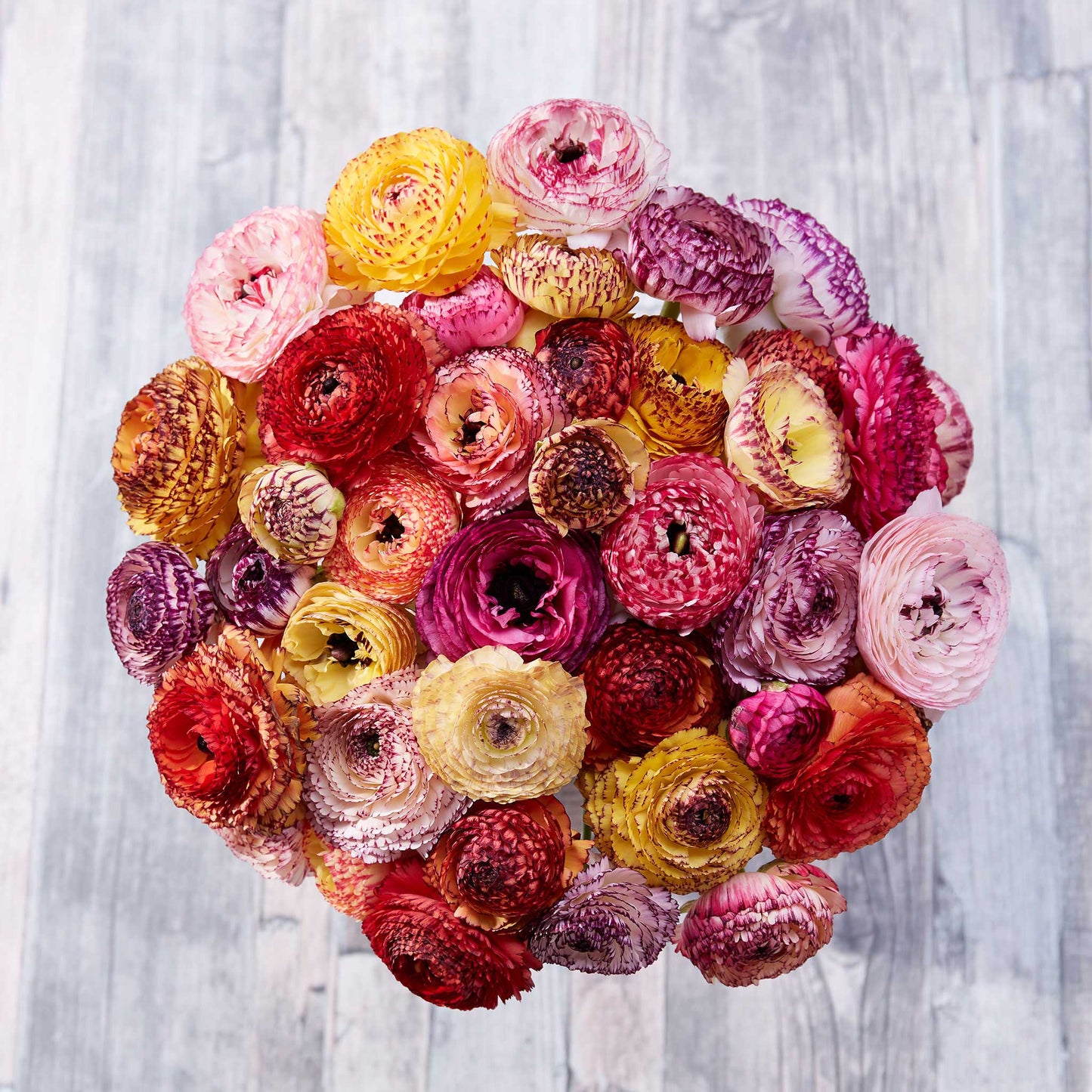 Small brown irregularly shaped ranunculus corms on a natural surface