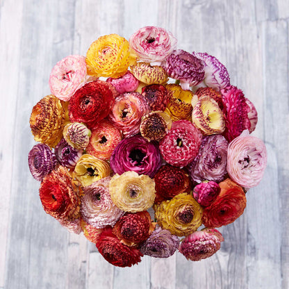 Small brown irregularly shaped ranunculus corms on a natural surface