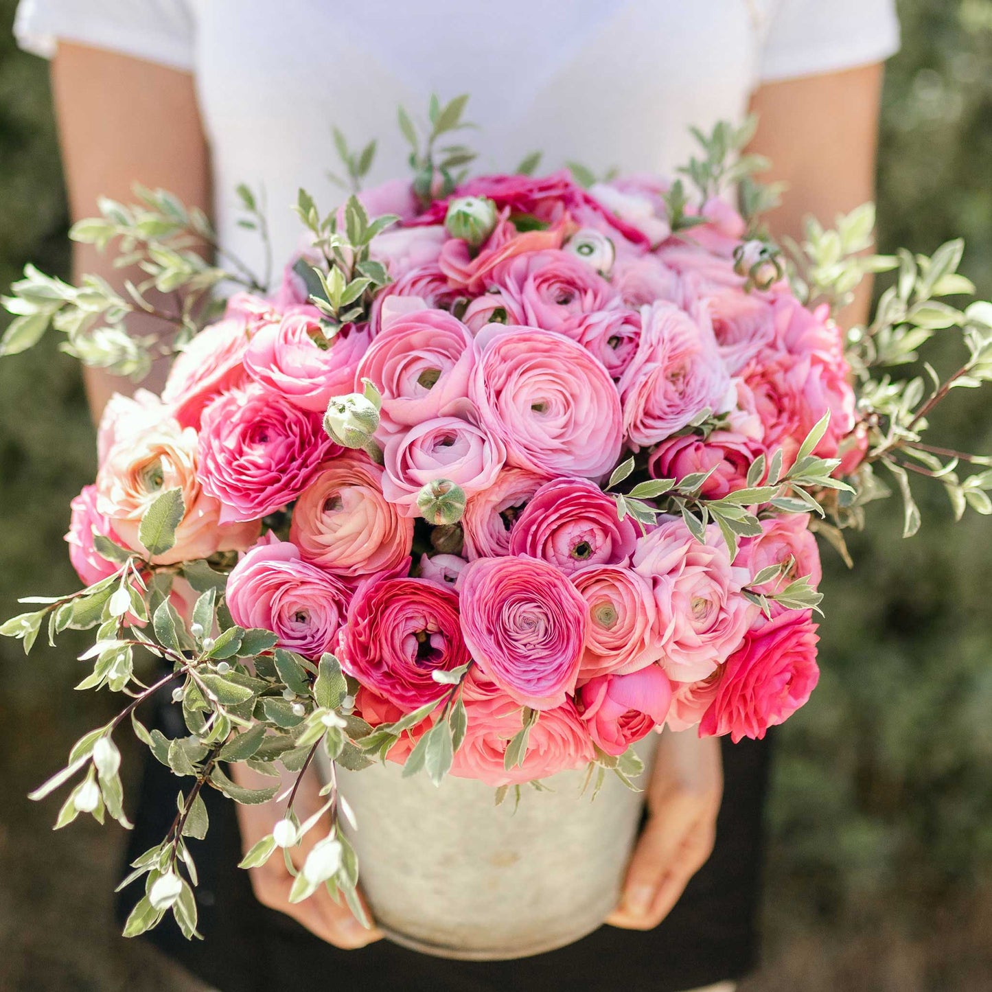 Vibrant pink ranunculus flower pink confetti mix in a pot on a natural outdoor backdrop