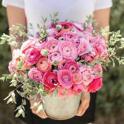 Vibrant pink ranunculus flower pink confetti mix in a pot on a natural outdoor backdrop
