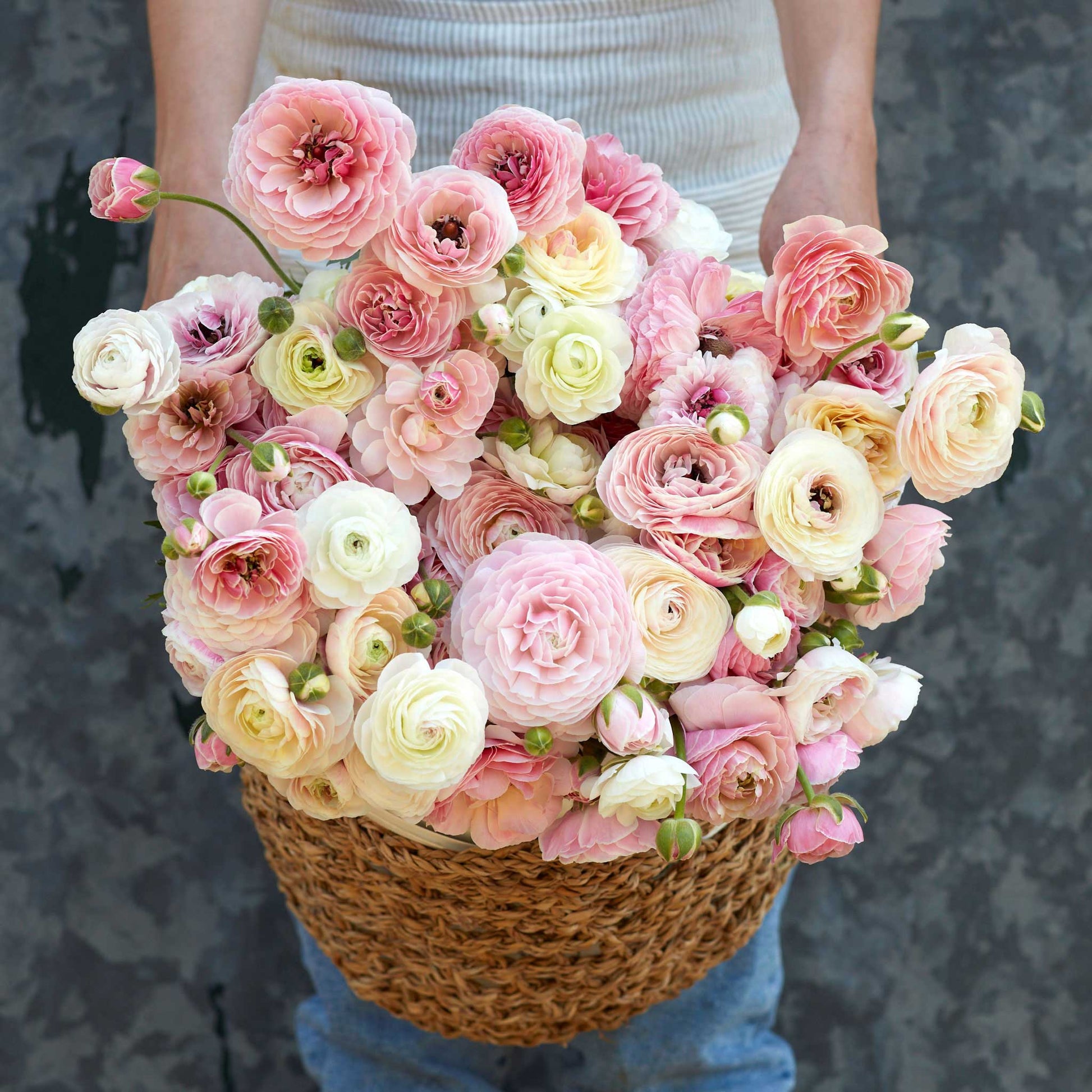 Soft pink and white ranunculus porcelaine in a woven basket on a neutral backdrop
