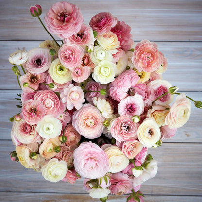 Soft pink ranunculus porcelaine blooms with many petals on a wooden surface