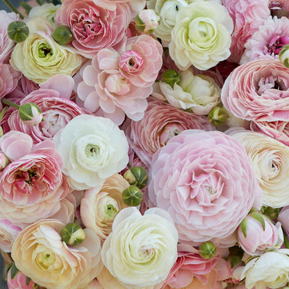 White and pink ranunculus porcelaine close-up on a natural wooden surface
