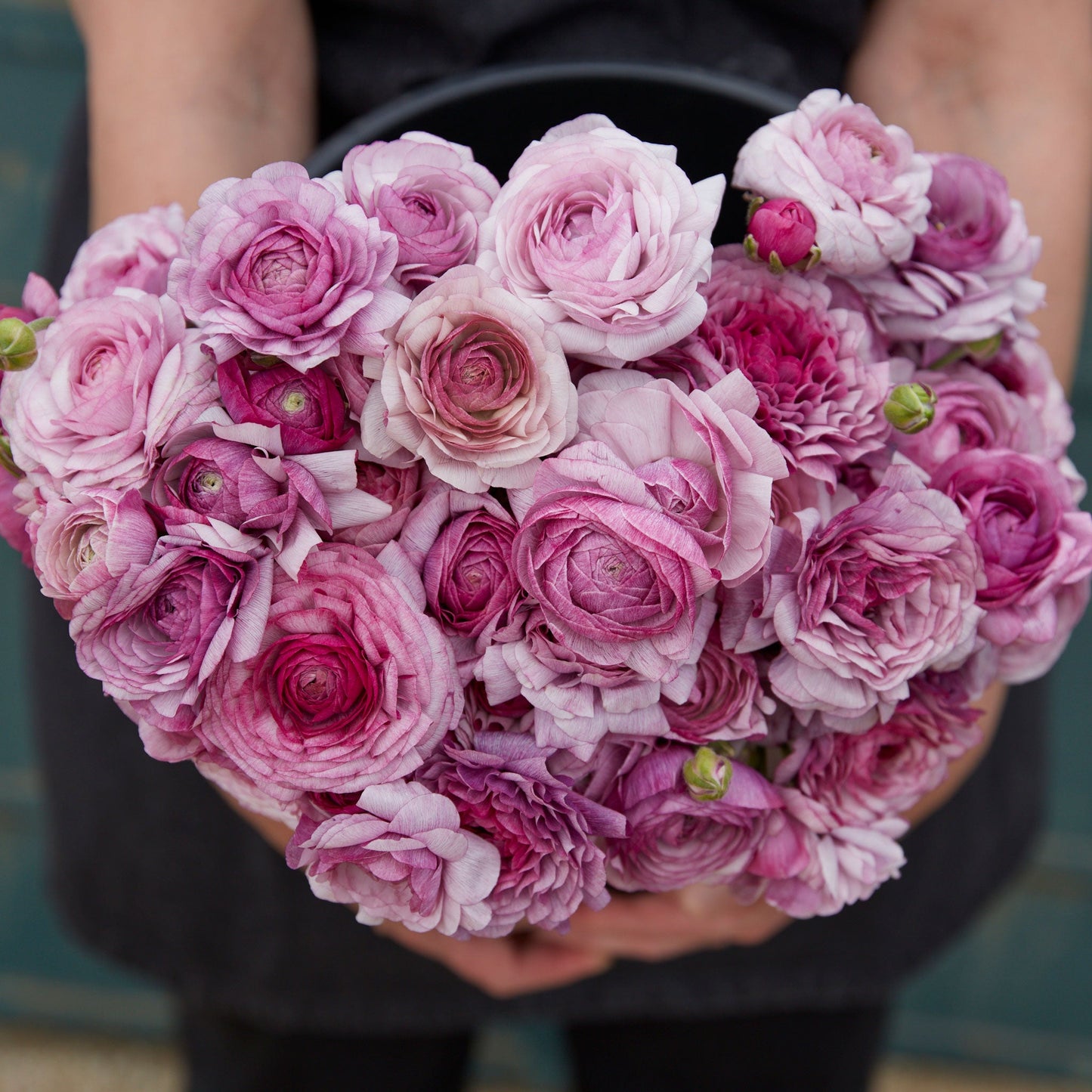 Dark purple ranunculus purple jean bouquet in a glass vase against a teal wall