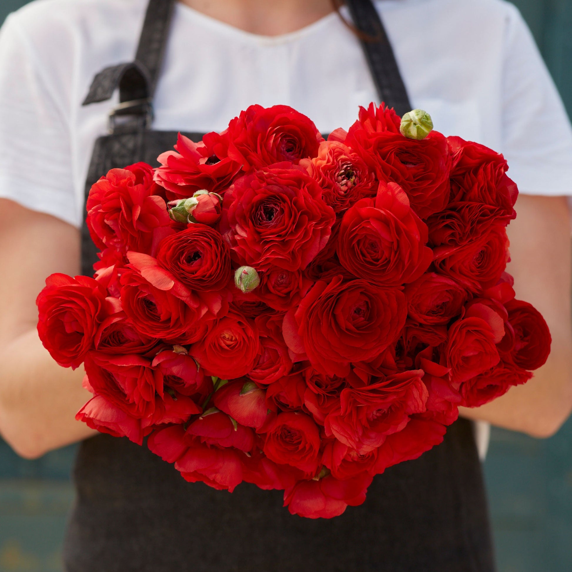 Vibrant red ranunculus red blooms held by a person on a dark natural backdrop