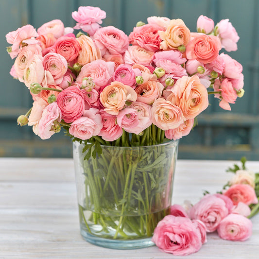 Pink and orange ranunculus romantic mix in a soft-focus green garden setting