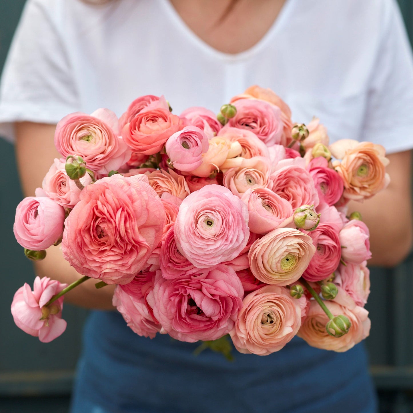 Pink and white ranunculus romantic mix bouquet held by a person on a soft backdrop