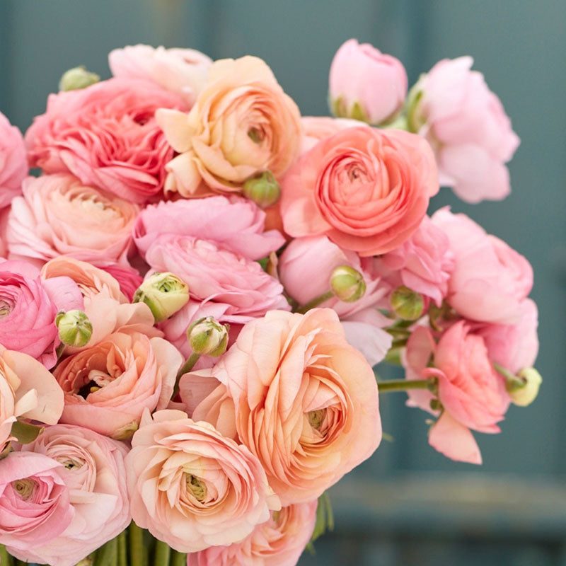 Ruffled pink yellow and orange ranunculus romantic mix flower on a natural backdrop