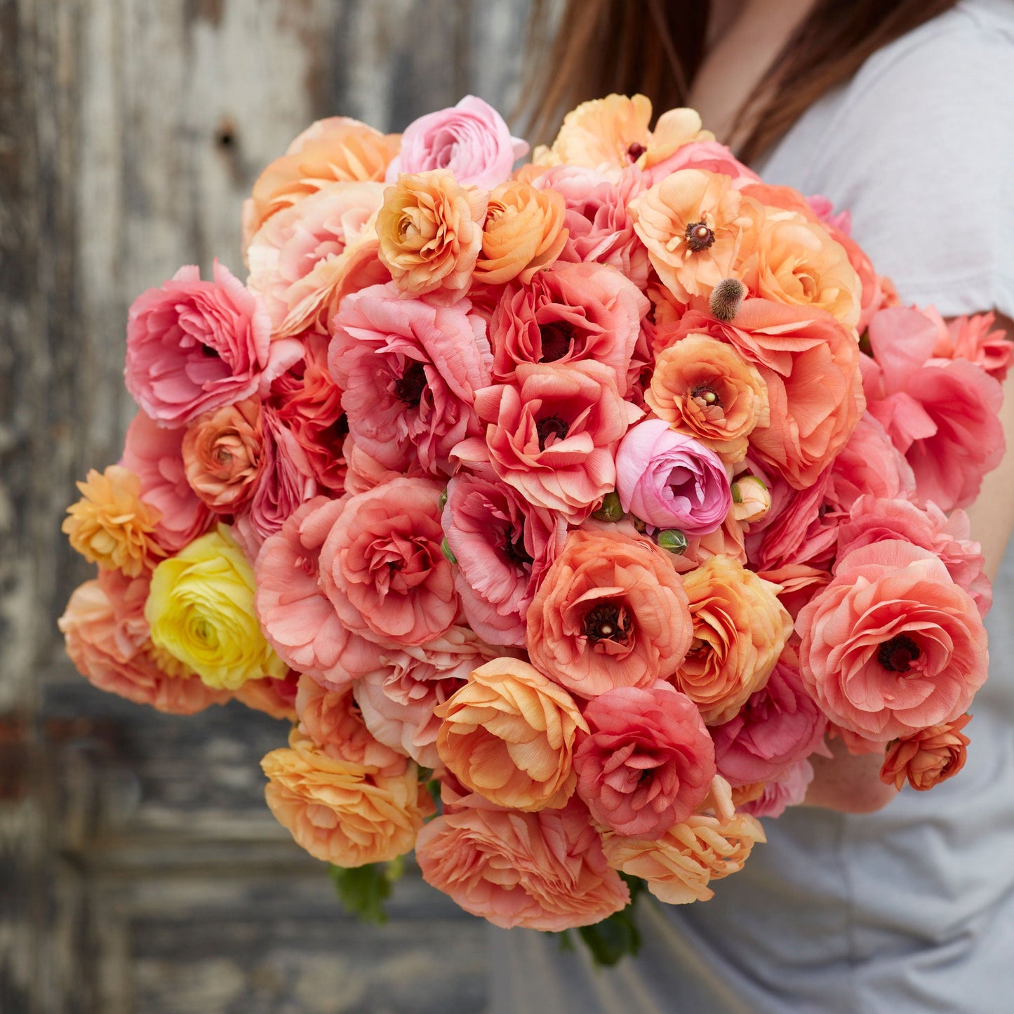Dried claw-like ranunculus corms arranged on a neutral natural surface